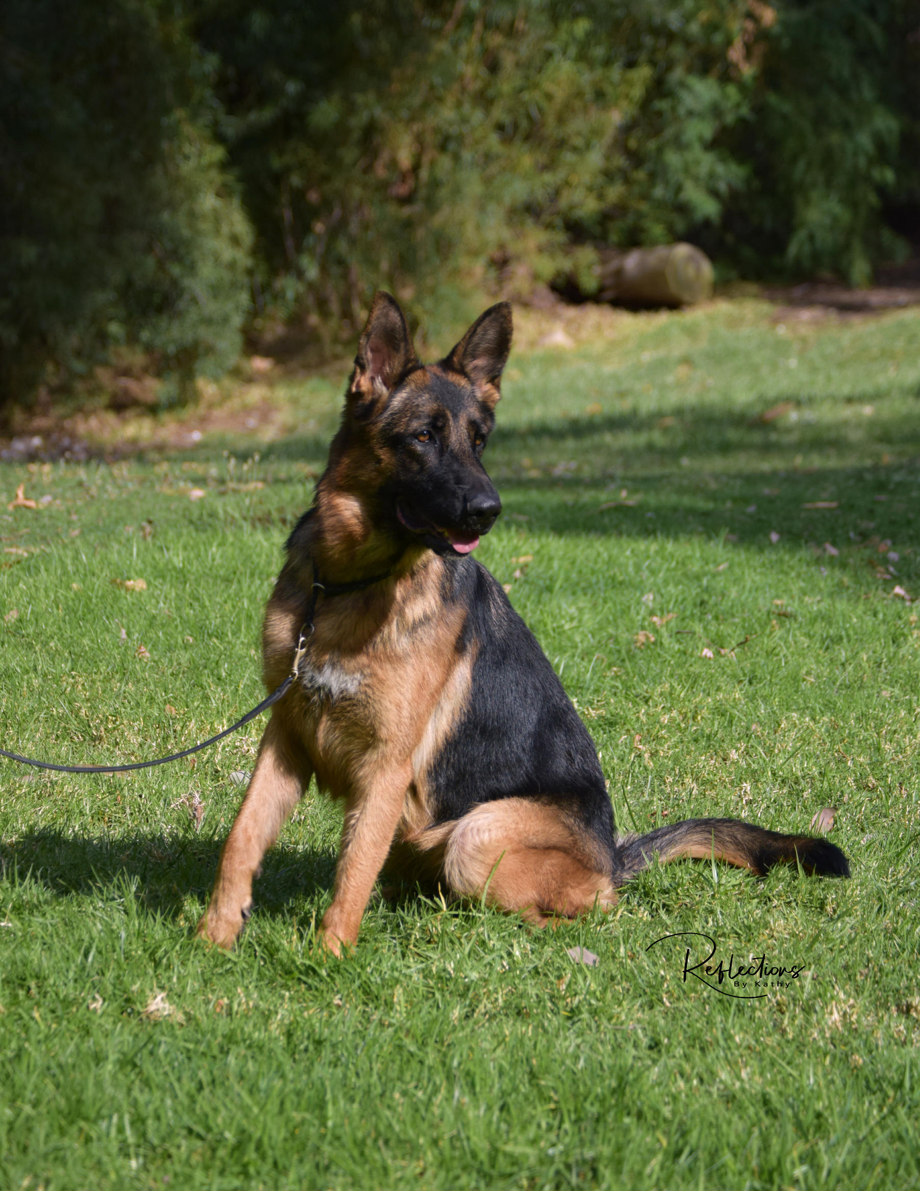 German shepherd clearance inland empire